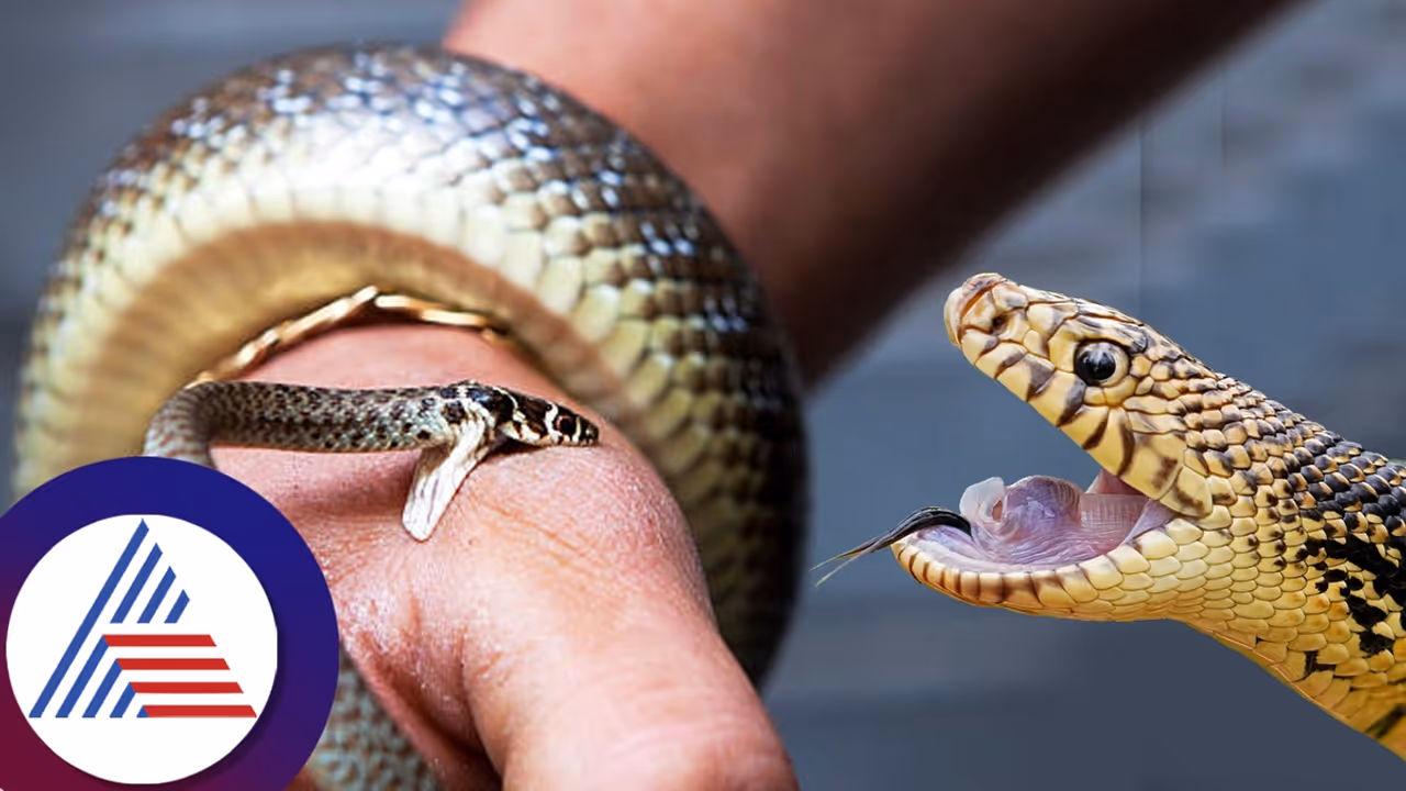 ಗರ್ಭಿಣಿಯರಿಗೆ ಯಾಕೆ ಹಾವು ಕಚ್ಚಲ್ಲ ಗೊತ್ತಾ? ಗರ್ಭಿಣಿಯರಿಗೆ ಯಾಕೆ ಹಾವು ಕಚ್ಚಲ್ಲ ಗೊತ್ತಾ?