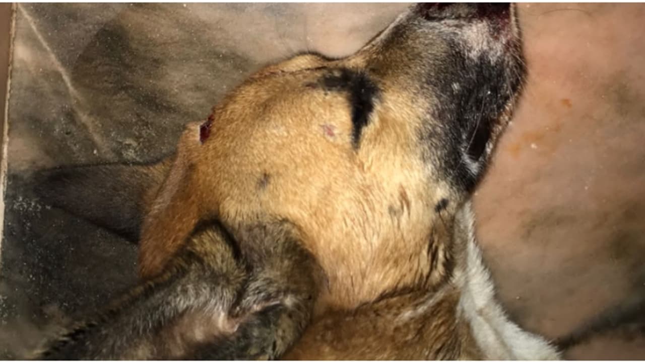 രാത്രി 12 മണിക്ക് ഗേറ്റ് തുറന്നപ്പോൾ പുറത്തിറങ്ങിയ നായയെ ഇരുമ്പ് ദണ്ഡ് കൊണ്ട് തലയ്ക്കടിച്ചു, അന്വേഷണം രാത്രി 12 മണിക്ക് ഗേറ്റ് തുറന്നപ്പോൾ പുറത്തിറങ്ങിയ നായയെ ഇരുമ്പ് ദണ്ഡ് കൊണ്ട് തലയ്ക്കടിച്ചു, അന്വേഷണം