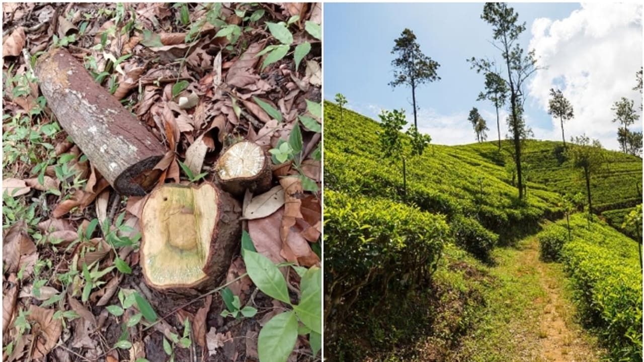തേയിലത്തോട്ടത്തിലെ കാടുകയറിയ ഭാഗത്ത് ആരും ശ്രദ്ധിച്ചില്ല, മുറിച്ചു കടത്തിയത് 23 ചന്ദനമരങ്ങൾ തേയിലത്തോട്ടത്തിലെ കാടുകയറിയ ഭാഗത്ത് ആരും ശ്രദ്ധിച്ചില്ല, മുറിച്ചു കടത്തിയത് 23 ചന്ദനമരങ്ങൾ