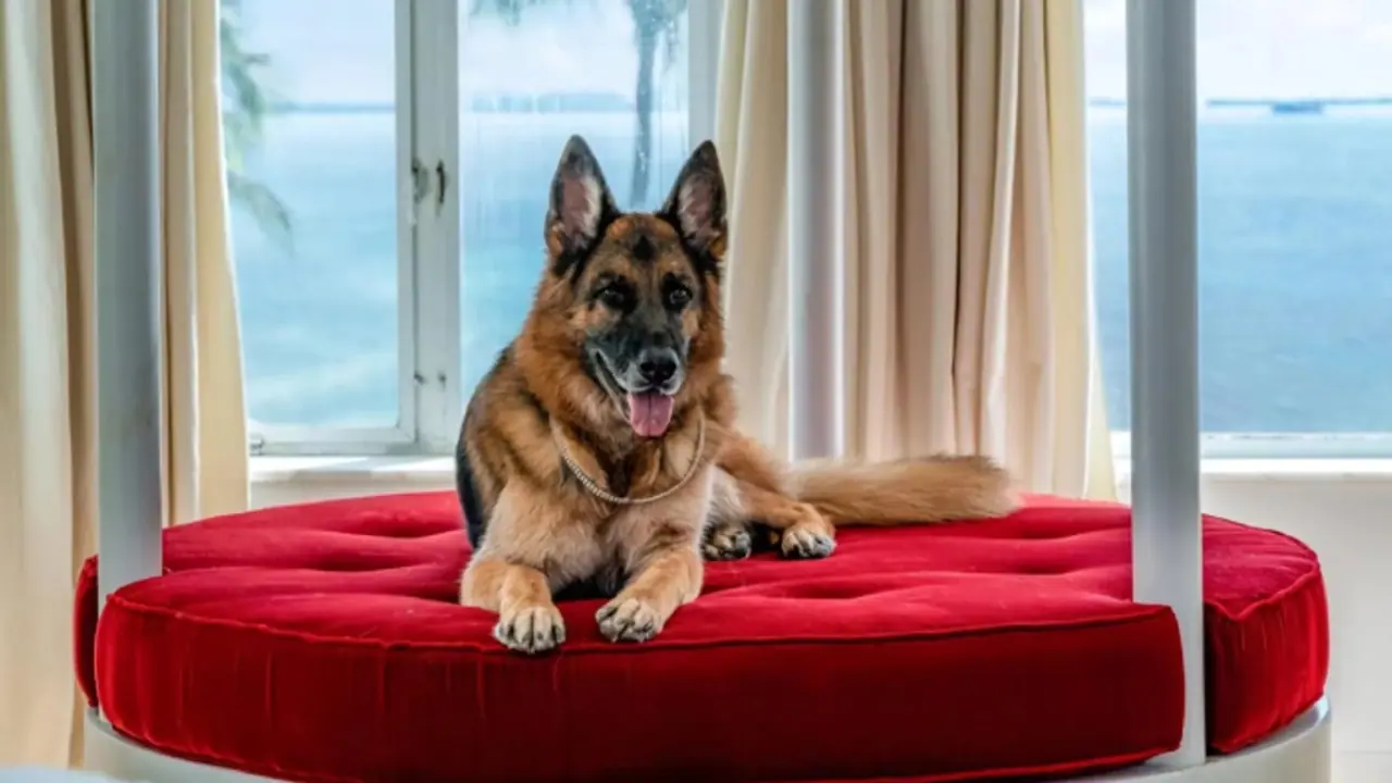 மொத்த சொத்து மதிப்பு 3358 கோடி.. உலகின் பணக்கார நாய் பற்றி கேள்விபட்டருகிங்களா? யார் அந்த Gunther VI?