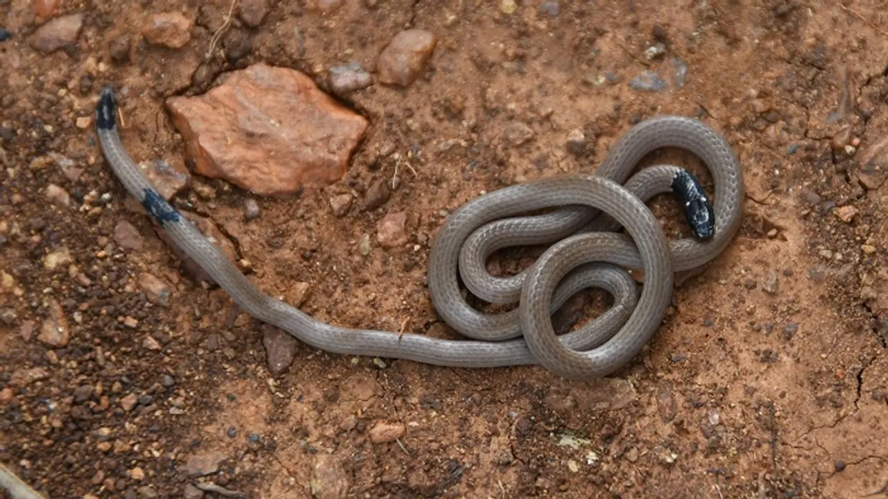 ದಖ್ಖನ್ ಪ್ರಸ್ಥಭೂಮಿಯಲ್ಲಿನ ವಿಷಕಾರಿ ಹವಳದ ಹಾವು ತುಮಕೂರಲ್ಲಿ ಪತ್ತೆ..! ದಖ್ಖನ್ ಪ್ರಸ್ಥಭೂಮಿಯಲ್ಲಿನ ವಿಷಕಾರಿ ಹವಳದ ಹಾವು ತುಮಕೂರಲ್ಲಿ ಪತ್ತೆ..!