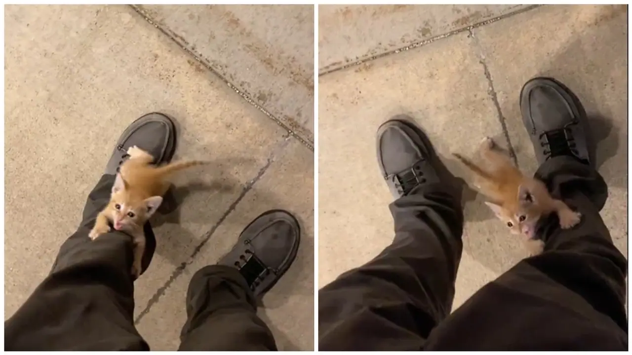 Heartwarming: Man's unexpected encounter with a stray kitten will melt you [WATCH]