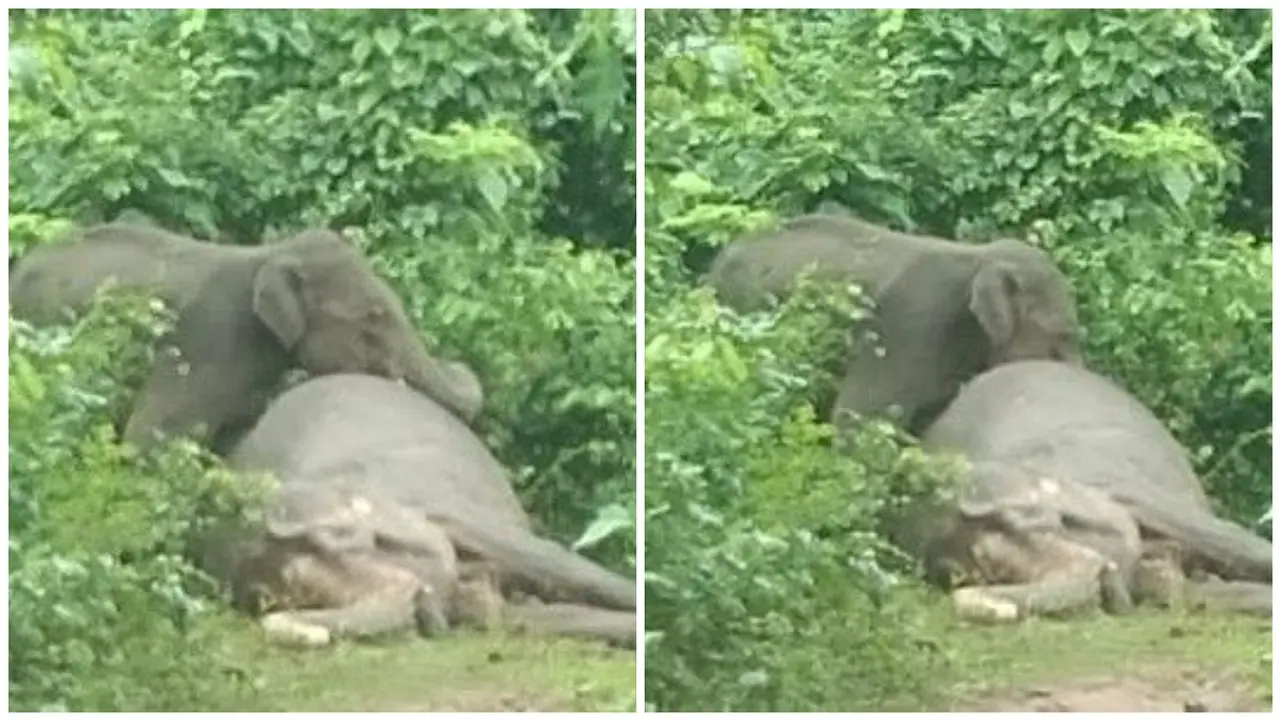 Heartbreaking video: Elephant mourns mother's death for an entire day in Odisha