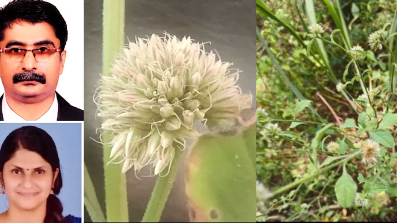 പേര് അൾമാനിയ ജാനകീയ, കണ്ടെത്തിയത് കൊല്ലത്ത്, അൾമാനിയ ഇനത്തിൽ മൂന്നാമത്തേത്, ചീര ഇനത്തിൽ പെട്ട പുതിയ സസ്യം പേര് അൾമാനിയ ജാനകീയ, കണ്ടെത്തിയത് കൊല്ലത്ത്, അൾമാനിയ ഇനത്തിൽ മൂന്നാമത്തേത്, ചീര ഇനത്തിൽ പെട്ട പുതിയ സസ്യം