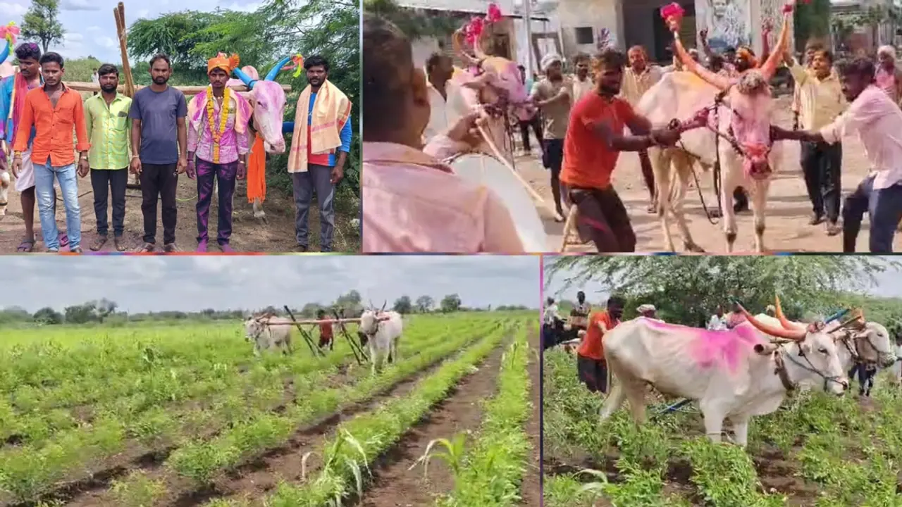 ಟ್ರ್ಯಾಕ್ಟರ್ಗಳನ್ನೇ ಮೀರಿಸುವಂತೆ ಉಳುಮೆ ಮಾಡಿದ ವಿಜಯಪುರದ ಜೋಡೆತ್ತುಗಳು! ಟ್ರ್ಯಾಕ್ಟರ್ಗಳನ್ನೇ ಮೀರಿಸುವಂತೆ ಉಳುಮೆ ಮಾಡಿದ ವಿಜಯಪುರದ ಜೋಡೆತ್ತುಗಳು!