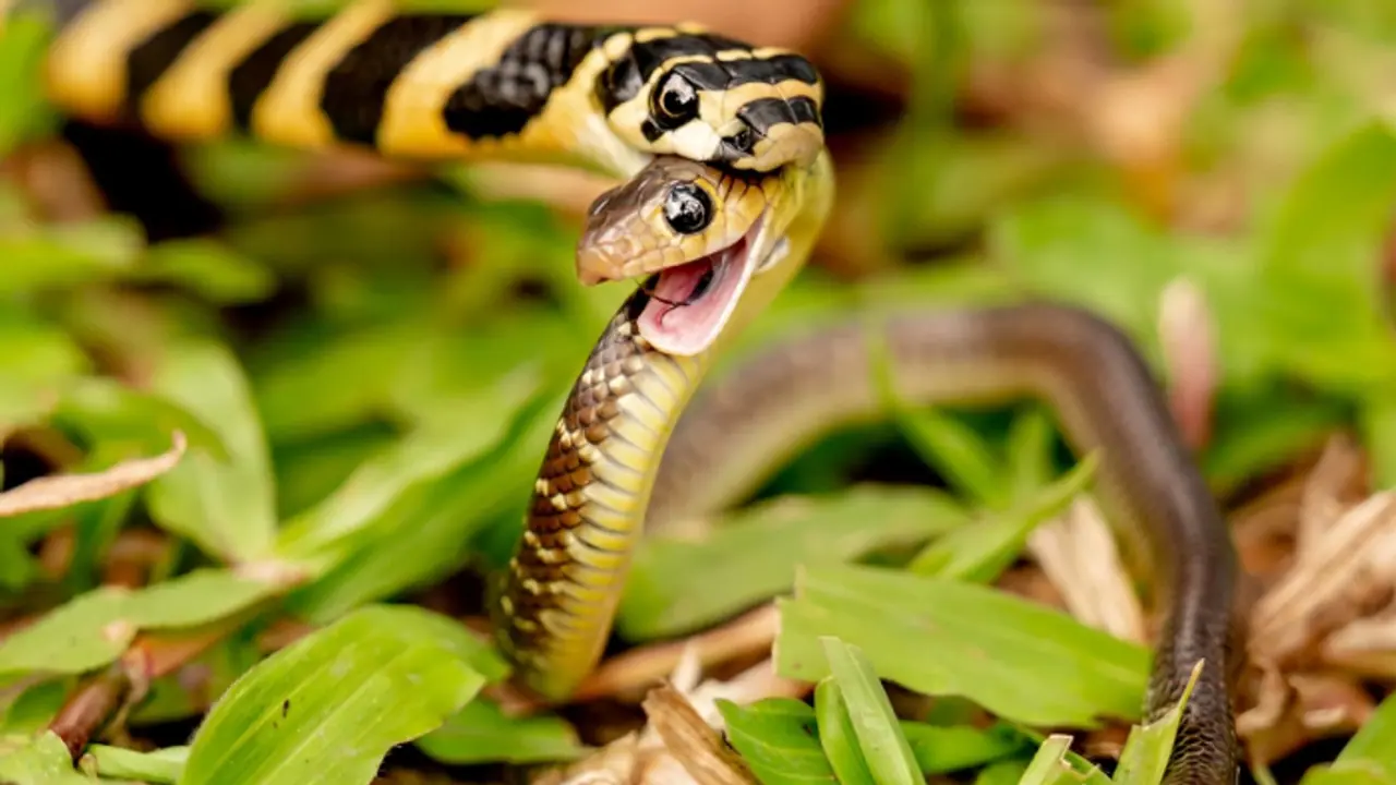 பாம்பை கண்டால் படையே நடுங்கும்.. ஆனா ஒரு பாம்பே இன்னொரு பாம்பை சாப்பிடுவது ஏன் தெரியுமா? விவரம் இதோ!