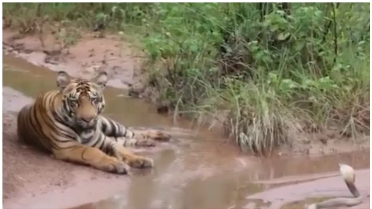  Viral Video: Rare calm standoff between Tiger and Cobra in forest captivates viewers [WATCH]