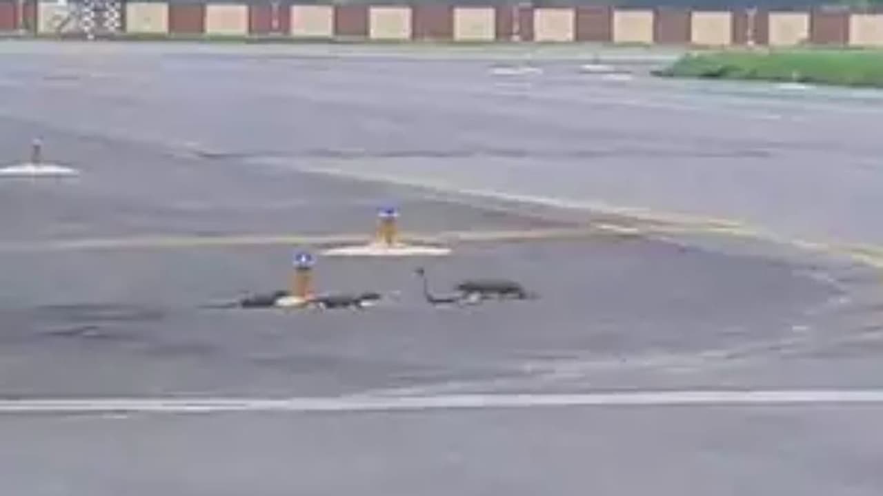 1 ಹಾವು 3 ಮುಂಗುಸಿಗಳ ಉಗ್ರ ಹೋರಾಟಕ್ಕೆ ವೇದಿಕೆಯಾದ ಏರ್ಪೋರ್ಟ್ ರನ್ವೇ: ವೀಡಿಯೋ ವೈರಲ್ 1 ಹಾವು 3 ಮುಂಗುಸಿಗಳ ಉಗ್ರ ಹೋರಾಟಕ್ಕೆ ವೇದಿಕೆಯಾದ ಏರ್ಪೋರ್ಟ್ ರನ್ವೇ: ವೀಡಿಯೋ ವೈರಲ್