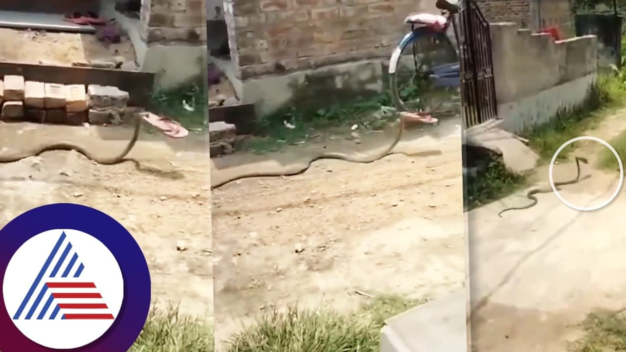 ಆಧುನಿಕ ಬದುಕಿಗೆ ಕಾಲಿಟ್ಟಿತಾ ಹಾವು? ವೈರಲ್ ವಿಡಿಯೋಗೆ ನೆಟ್ಟಿಗರು ಅದ್ಭುತ ಕಮೆಂಟ್!