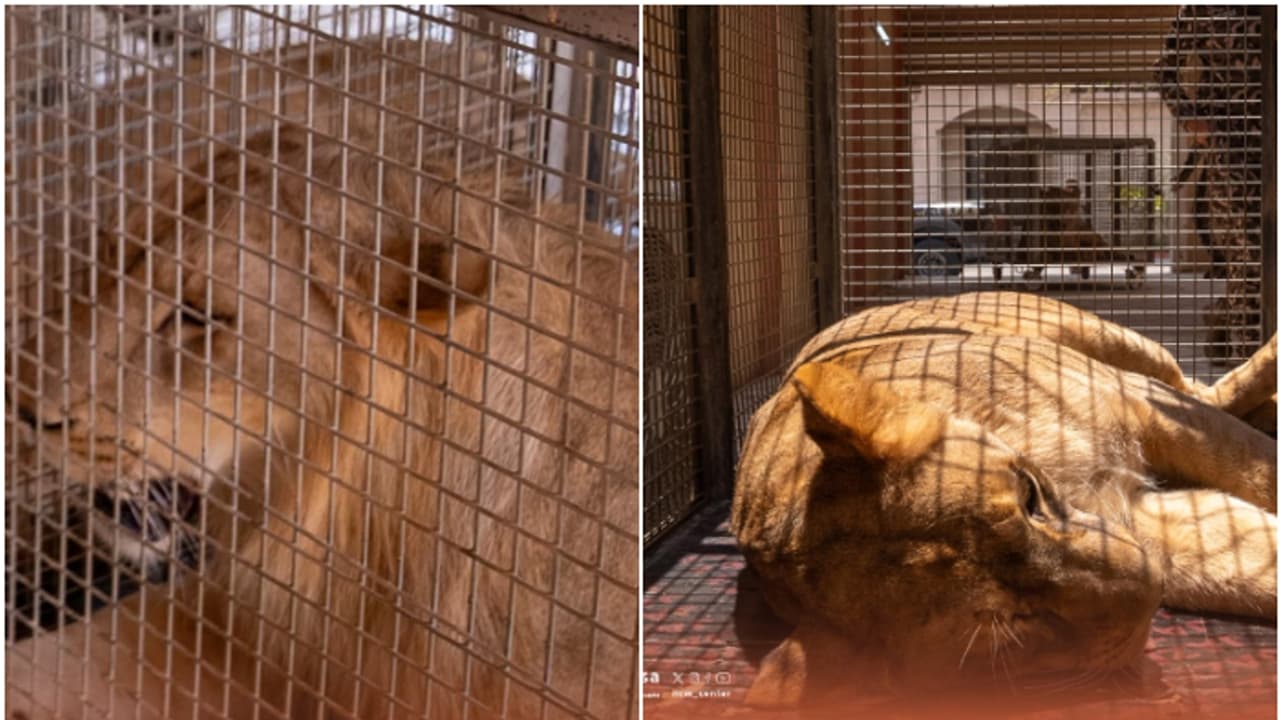 സിംഹത്തെ വീട്ടിൽ വളർത്തി, കൂട്ടിലിട്ട് ആളുകൾക്ക് കാണാൻ സൗകര്യമൊരുക്കി; യുവാവ് അറസ്റ്റിൽ സിംഹത്തെ വീട്ടിൽ വളർത്തി, കൂട്ടിലിട്ട് ആളുകൾക്ക് കാണാൻ സൗകര്യമൊരുക്കി; യുവാവ് അറസ്റ്റിൽ