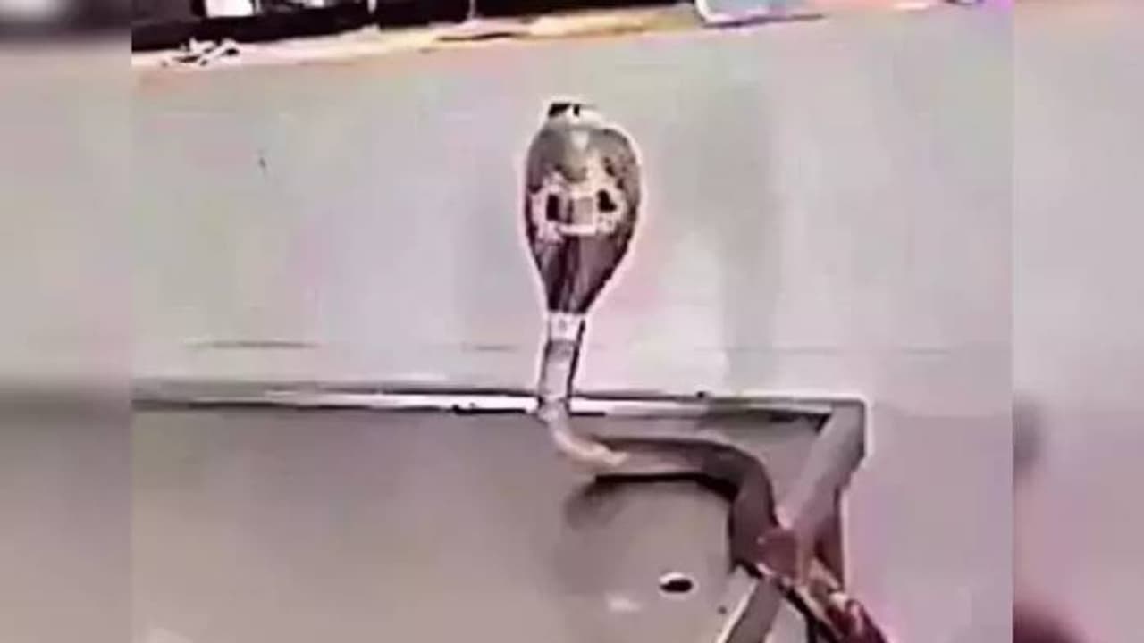 കെട്ടിടം പൊളിച്ചപ്പോൾ മൂർഖന് പരിക്ക്, ശസ്ത്രക്രിയ നടത്തി ഡോക്ടർ