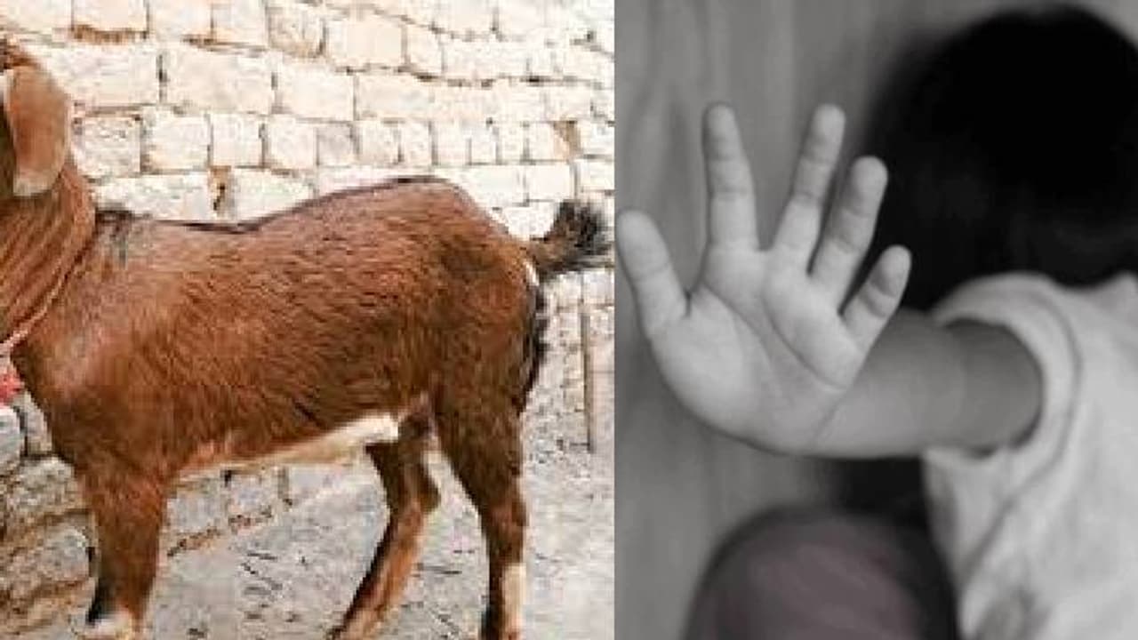 ಉತ್ತರ ಪ್ರದೇಶ Horror! 6 ವರ್ಷದ ಬಾಲಕಿ ಮೇಲೆ 50 ವರ್ಷದ ವೃದ್ಧನ ದೌರ್ಜನ್ಯ, ಬಳಿಕ ಮೇಕೆಯ ಮೇಲೆ ರೇಪ್! ಉತ್ತರ ಪ್ರದೇಶ Horror! 6 ವರ್ಷದ ಬಾಲಕಿ ಮೇಲೆ 50 ವರ್ಷದ ವೃದ್ಧನ ದೌರ್ಜನ್ಯ, ಬಳಿಕ ಮೇಕೆಯ ಮೇಲೆ ರೇಪ್!