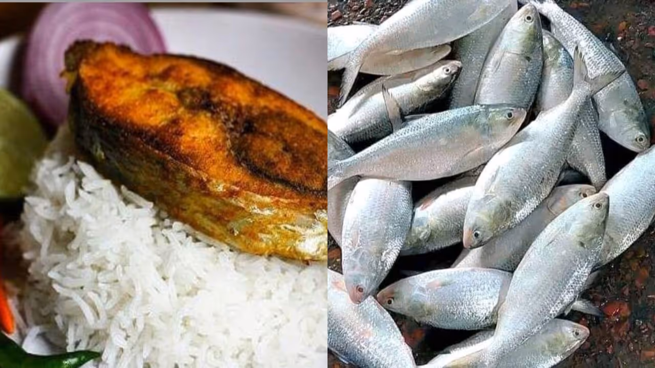 HILSHA FISH