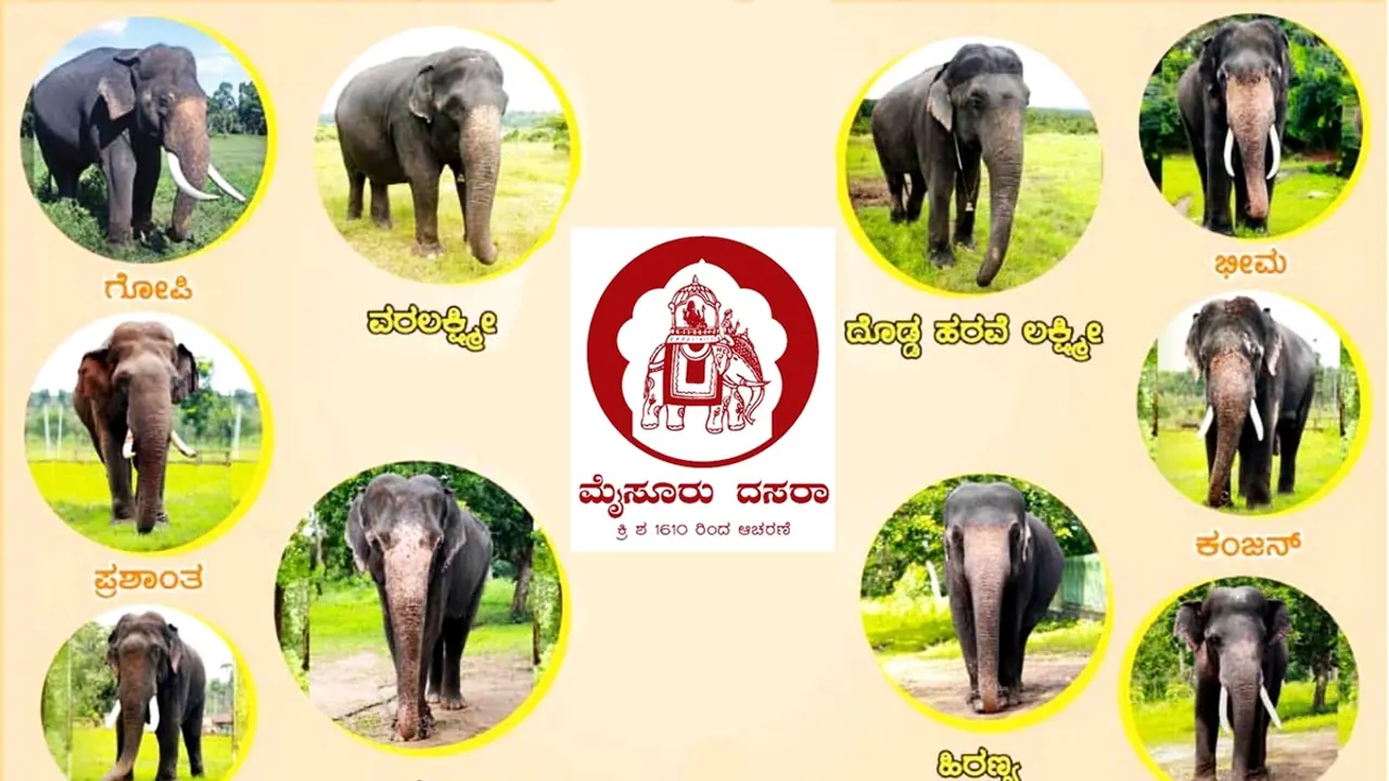 ಈ ವರ್ಷದ ದಸರಾ ಮಹೋತ್ಸವಕ್ಕೆ 14 ಆನೆಗಳು ಆಯ್ಕೆ, ಈ ಬಾರಿಯೂ ಅಭಿಮನ್ಯು ಹೆಗಲಿಗೆ ಅಂಬಾರಿ ಈ ವರ್ಷದ ದಸರಾ ಮಹೋತ್ಸವಕ್ಕೆ 14 ಆನೆಗಳು ಆಯ್ಕೆ, ಈ ಬಾರಿಯೂ ಅಭಿಮನ್ಯು ಹೆಗಲಿಗೆ ಅಂಬಾರಿ