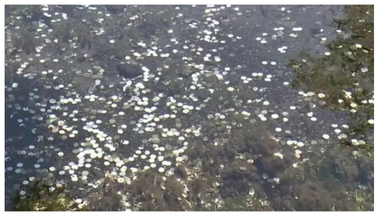 'ആചാരത്തിന്‍റെ ഭാഗം പക്ഷേ, ഇനി നടക്കില്ല'; സഞ്ചാരികൾ എറിഞ്ഞ നാണയങ്ങൾ പരിസ്ഥിതി നാശം വിതച്ചതായി റിപ്പോർട്ട് 