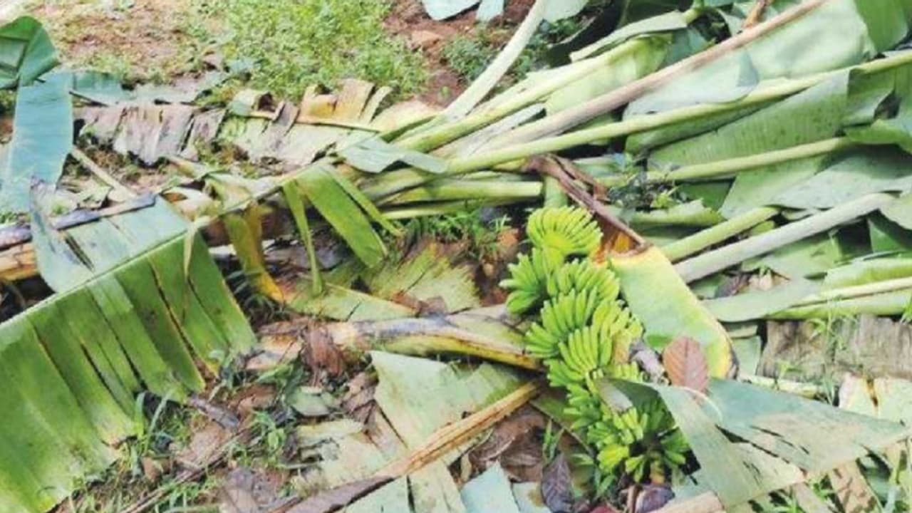 ജനങ്ങൾ ദുരിതാശ്വാസ ക്യാംപിൽ, മലയോര മേഖലയിലെ കൃഷിയിടങ്ങളിൽ തമ്പടിച്ച് കാട്ടാനക്കൂട്ടം, ജനങ്ങൾ ദുരിതാശ്വാസ ക്യാംപിൽ, മലയോര മേഖലയിലെ കൃഷിയിടങ്ങളിൽ തമ്പടിച്ച് കാട്ടാനക്കൂട്ടം,