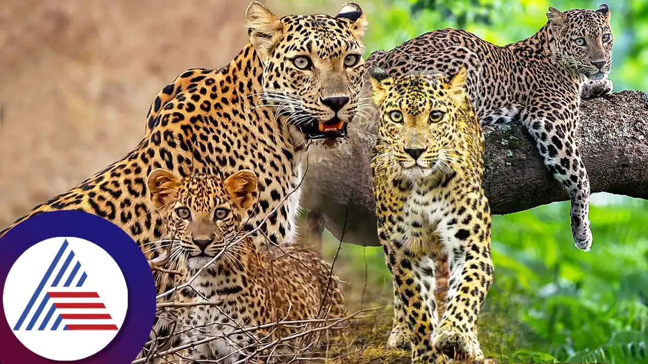 ಎಂ.ಬಿ.ಪಾಟೀಲ್‌ ಪುತ್ರ ತೆಗೆದ ವಿಶೇಷ ಚಿರತೆ ಚಿತ್ರ ವೈರಲ್‌, 'ಅಪರೂಪದ ಚಿರತೆ ಇದಲ್ಲ' ಎಂದ ಬಂಡಿಪುರ!