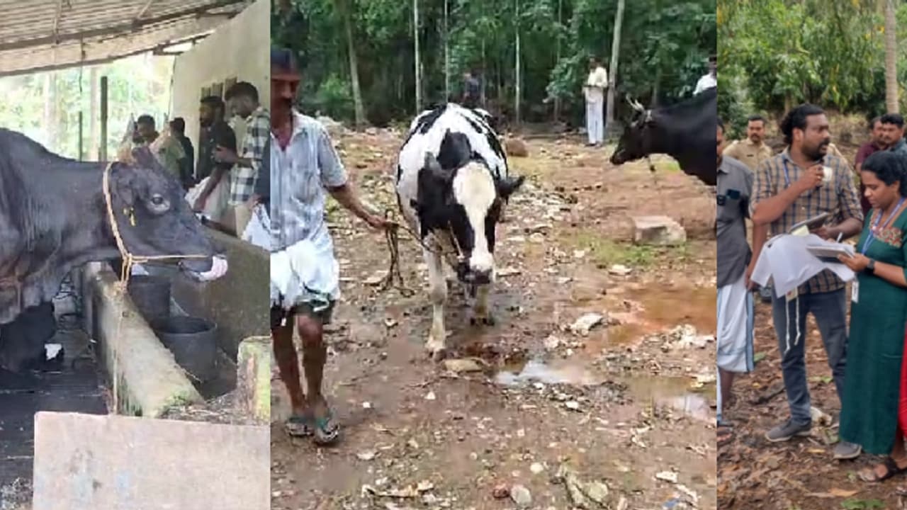 പറഞ്ഞിട്ട് കേട്ടില്ല, മാലിന്യം പുറത്തേക്കൊഴുക്കി; 16 കന്നുകാലികളെ പിടിച്ചെടുത്ത് ഒറ്റയടിക്ക് ലേലം ചെയ്തു