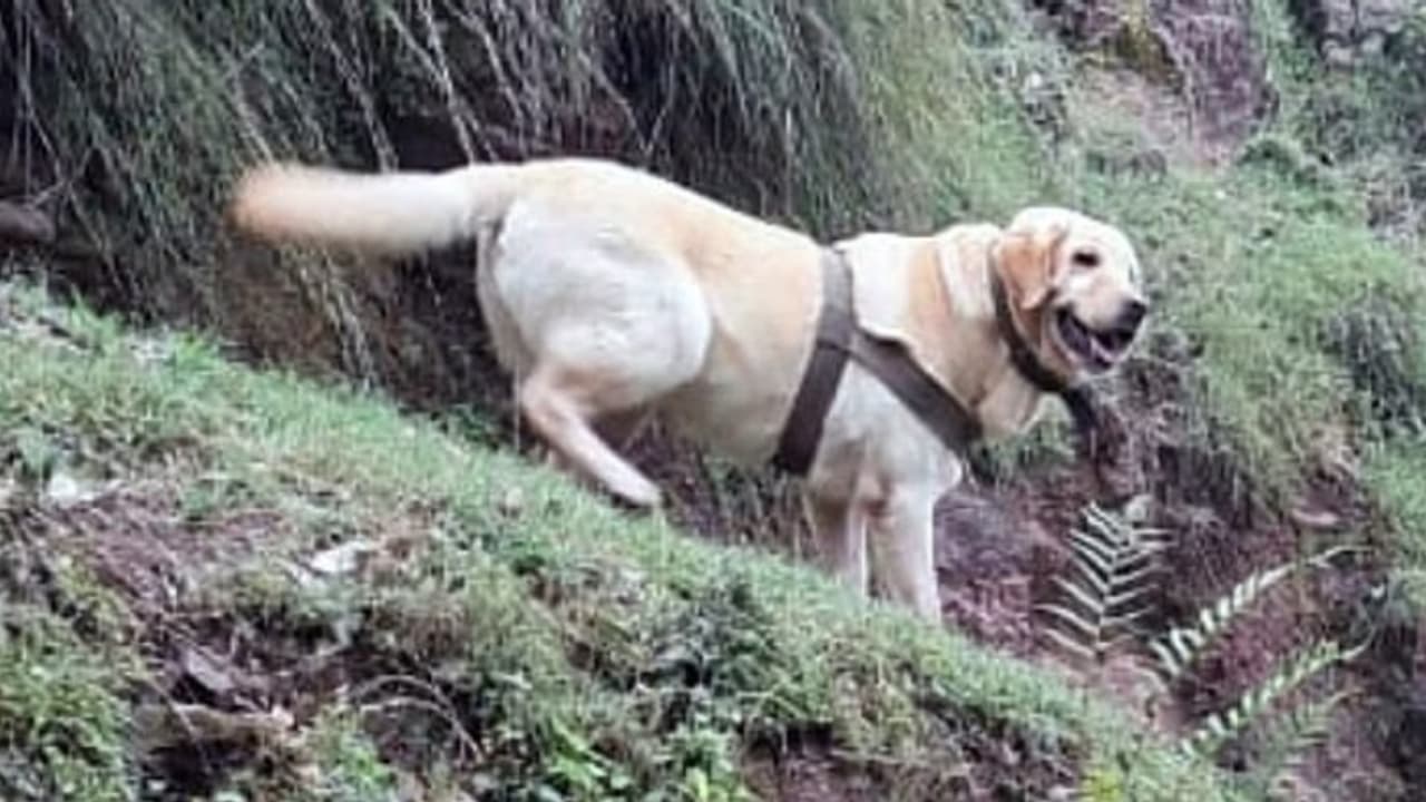 ഭീകരരുടെ താവളത്തിൽ കുരച്ചെത്തി, സൈനികനെ രക്ഷപ്പെടുത്താൻ ശ്രമിക്കവെ വീരമൃത്യു; കെന്റിന് ധീരതാ പുരസ്കാരം ഭീകരരുടെ താവളത്തിൽ കുരച്ചെത്തി, സൈനികനെ രക്ഷപ്പെടുത്താൻ ശ്രമിക്കവെ വീരമൃത്യു; കെന്റിന് ധീരതാ പുരസ്കാരം