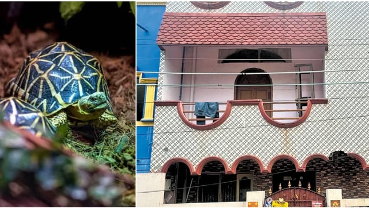 പാമ്പ്, നക്ഷത്രയാമ, കടലാമ, കുരങ്ങ്...; മുൻ പൊലീസുകാരന്റെ വാടക വീട്ടിൽ നിന്ന് പിടിച്ചെടുത്തത് 647 വന്യമൃ​ഗങ്ങൾ