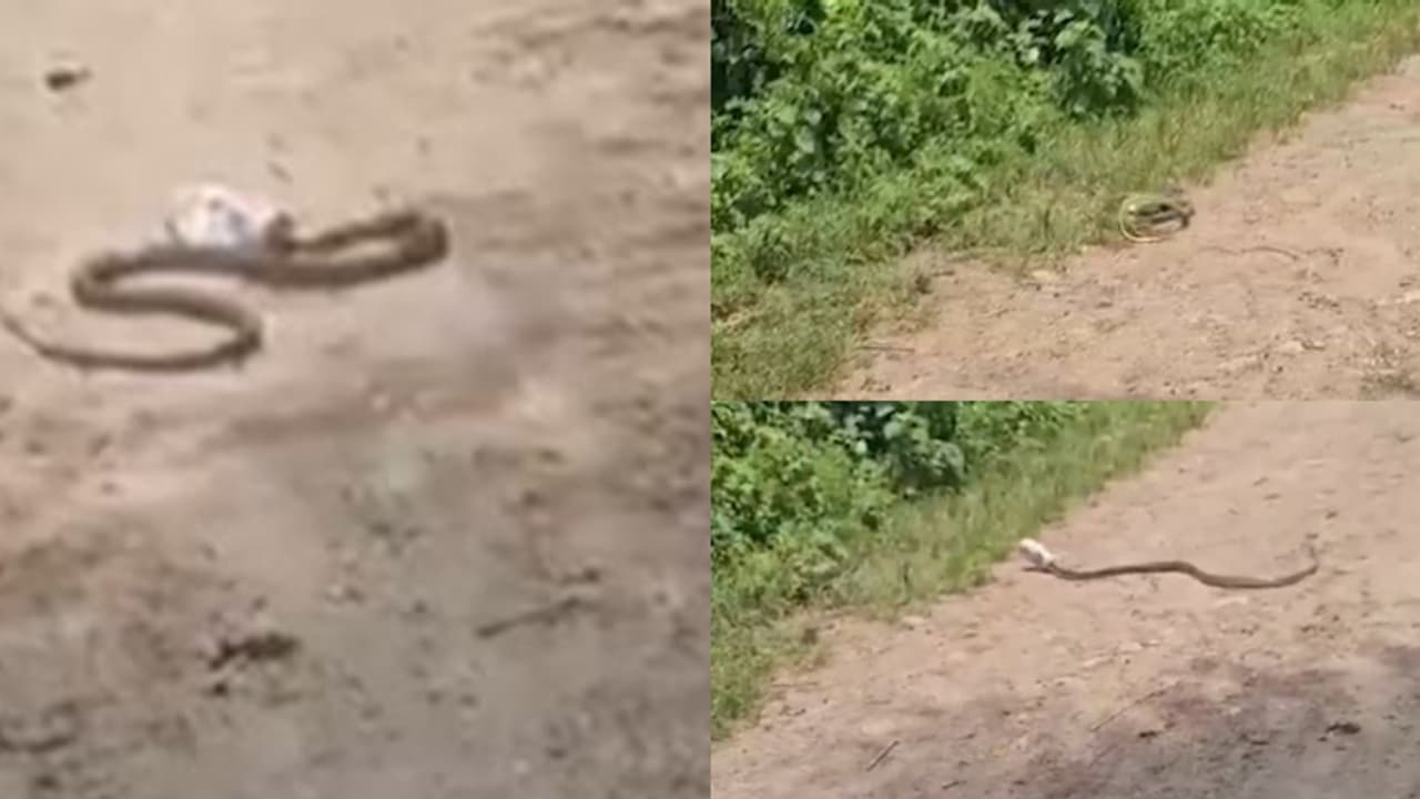 കൊടും ചൂടിൽ ബിയർ ക്യാനിൽ തല കുടുങ്ങി, പാമ്പ് രക്ഷപ്പെട്ടത് മണിക്കൂറുകൾ വീണ്ട ശ്രമത്തിന് പിന്നാലെ കൊടും ചൂടിൽ ബിയർ ക്യാനിൽ തല കുടുങ്ങി, പാമ്പ് രക്ഷപ്പെട്ടത് മണിക്കൂറുകൾ വീണ്ട ശ്രമത്തിന് പിന്നാലെ