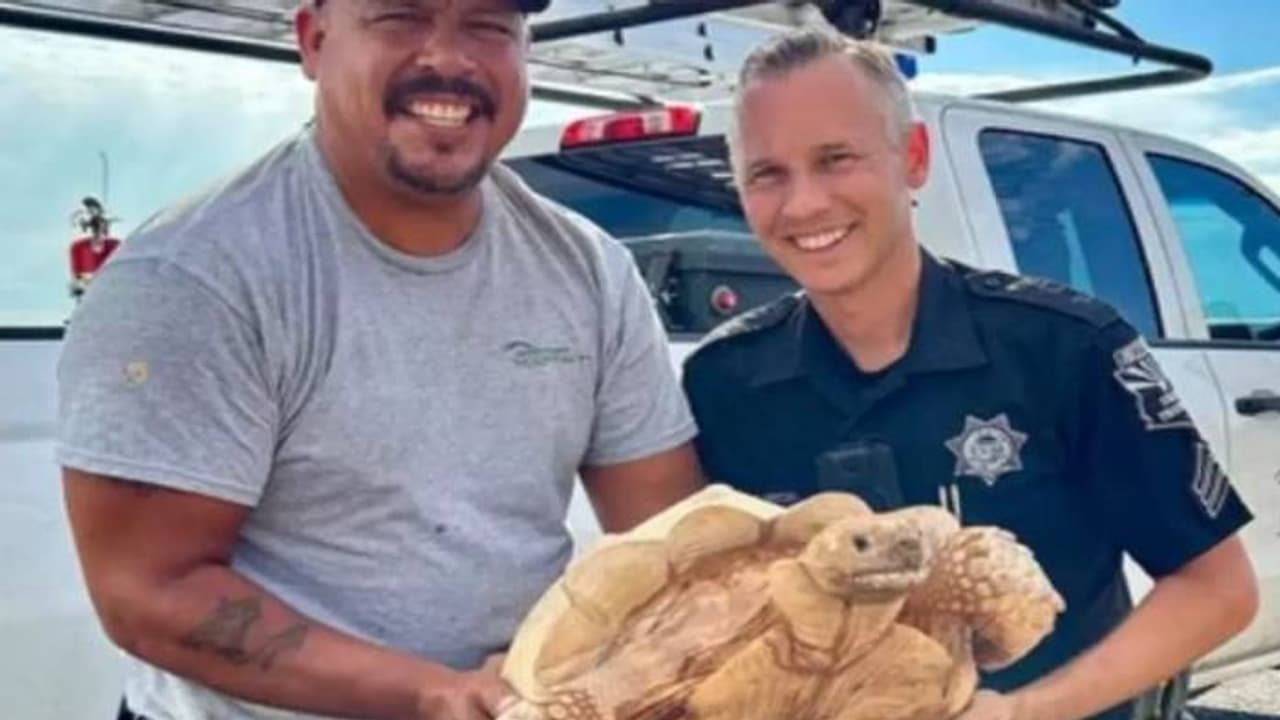 ഫാം വിട്ടിറങ്ങി, ആമയെ കണ്ടെത്തിയത് 3 മൈൽ അകലെ നിന്ന്, അന്തംവിട്ട് ഉടമയും പൊലീസും നാട്ടുകാരും