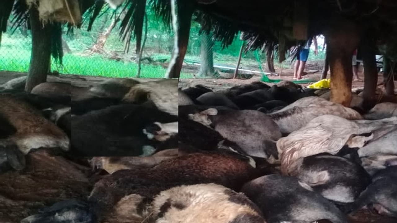 ಚಿತ್ರದುರ್ಗದಲ್ಲಿ ಭಾರೀ ಮಳೆ: ಸಿಡಿಲು ಬಡಿದು 106 ಕುರಿಗಳ ಸಾವು, ಕಂಗಾಲಾದ ಕುರಿಗಾಹಿಗಳು..!