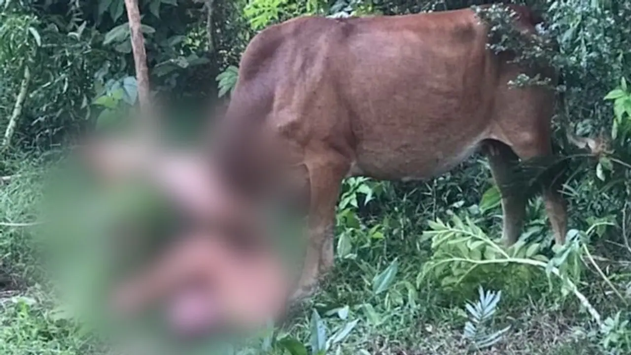 SHOCKING! Russian tourist gored by cow after alleged sexual assault attempt in Thailand; WATCH viral video SHOCKING! Russian tourist gored by cow after alleged sexual assault attempt in Thailand; WATCH viral video