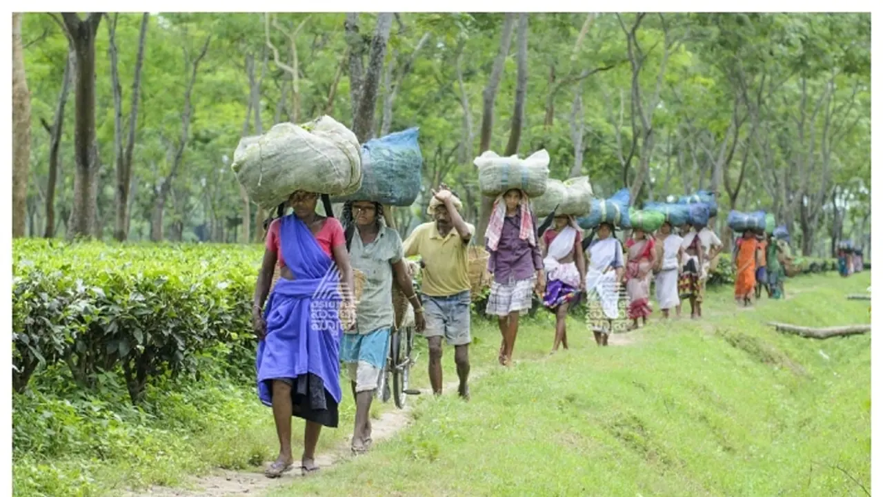 ಬಾಂಗ್ಲಾದಲ್ಲಿ ಅರಾಜಕತೆ: ಕೊಡಗಿನ ಕಾಫಿ ತೋಟಕ್ಕೆ ಅಸ್ಸಾಂ ಕಾರ್ಮಿಕರ ನೆಪದಲ್ಲಿ ಬಾಂಗ್ಲಾದವರು ನುಸುಳಿರುವ ಶಂಕೆ! ಬಾಂಗ್ಲಾದಲ್ಲಿ ಅರಾಜಕತೆ: ಕೊಡಗಿನ ಕಾಫಿ ತೋಟಕ್ಕೆ ಅಸ್ಸಾಂ ಕಾರ್ಮಿಕರ ನೆಪದಲ್ಲಿ ಬಾಂಗ್ಲಾದವರು ನುಸುಳಿರುವ ಶಂಕೆ!