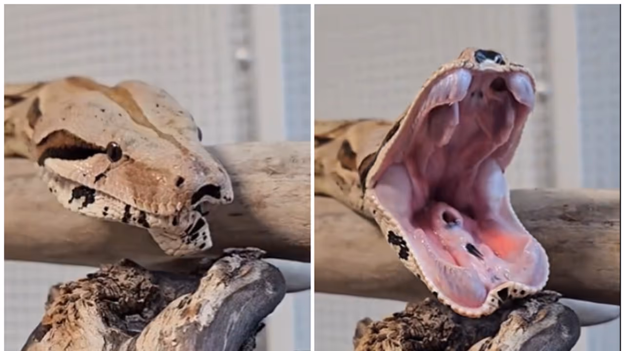 Viral Video: Rare footage of a snake yawning captivates 11 million viewers [WATCH]