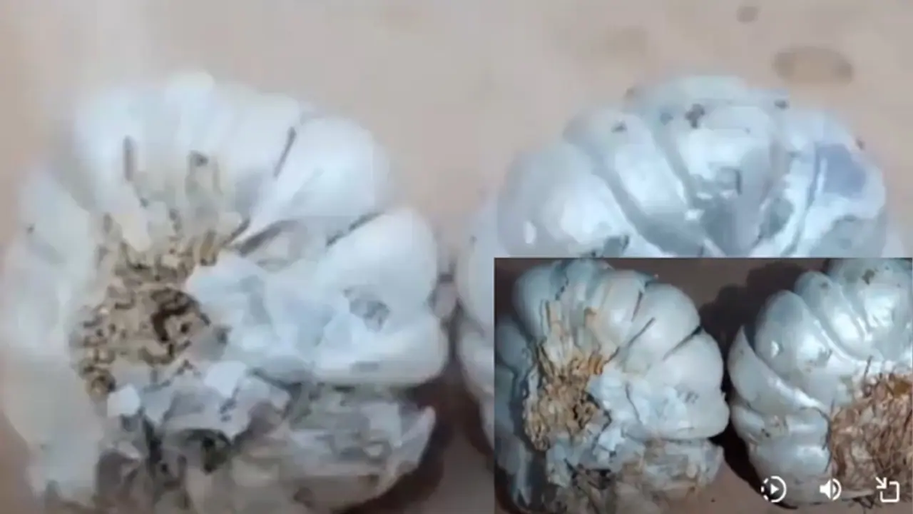 ಮಾರುಕಟ್ಟೆಗೆ ಬಂದಿದೆ ಸಿಮೆಂಟ್ನಿಂದ ತಯಾರಿಸಿದ ಬೆಳ್ಳುಳ್ಳಿ, ವಿಡಿಯೋ ಬೆನ್ನಲ್ಲೇ ಹೆಚ್ಚಿದ ಆತಂಕ! ಮಾರುಕಟ್ಟೆಗೆ ಬಂದಿದೆ ಸಿಮೆಂಟ್ನಿಂದ ತಯಾರಿಸಿದ ಬೆಳ್ಳುಳ್ಳಿ, ವಿಡಿಯೋ ಬೆನ್ನಲ್ಲೇ ಹೆಚ್ಚಿದ ಆತಂಕ!