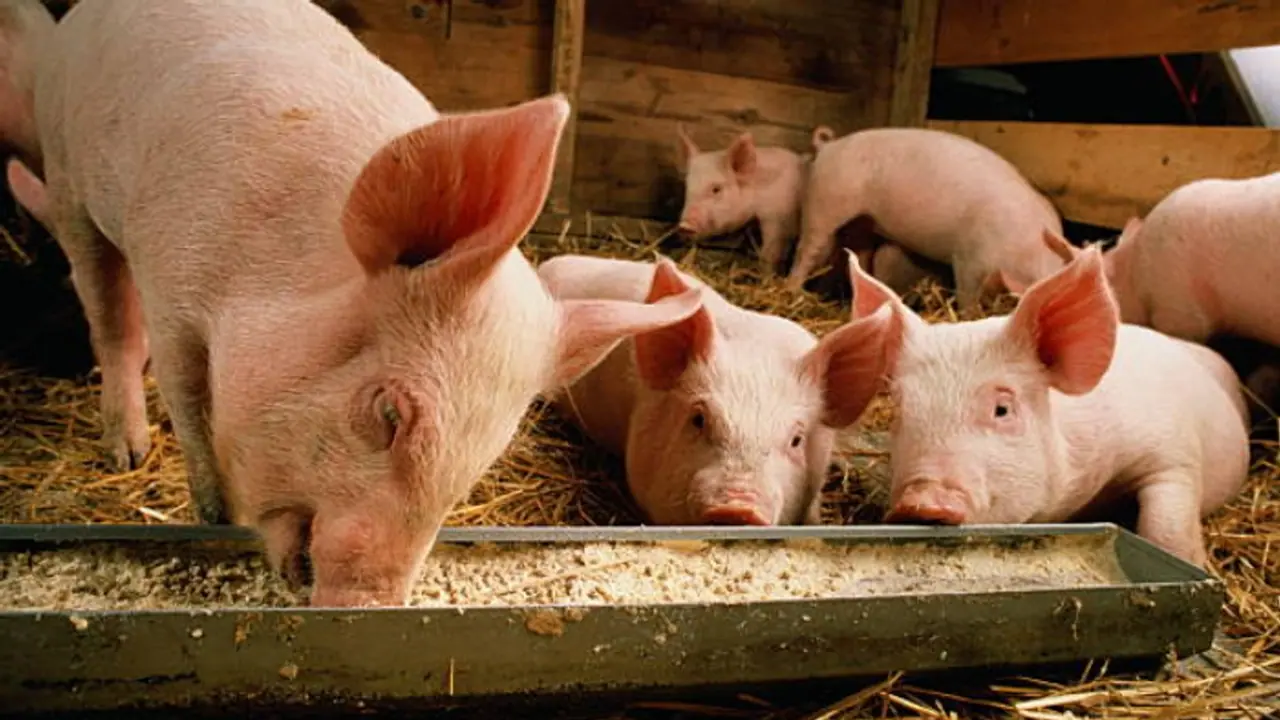 Kerala: Pork challenge fundraiser for landslide hit Wayanad sparks controversy; Islamic scholars slam DYFI Kerala: Pork challenge fundraiser for landslide hit Wayanad sparks controversy; Islamic scholars slam DYFI