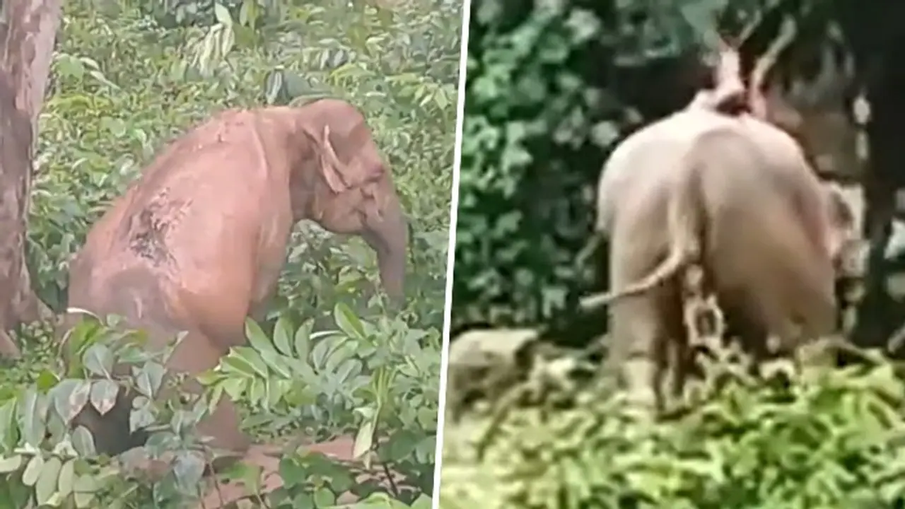 Elephant set on fire in Bengal: Public demands justice, strong action against offenders (WATCH)