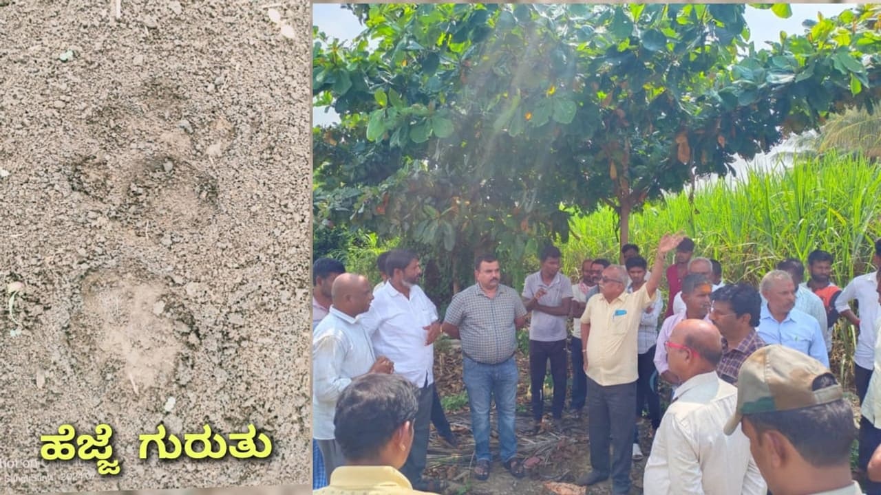 ಗುಮ್ಮಟನಗರಿ ವಿಜಯಪುರದಲ್ಲಿ ಚಿರತೆ ಪ್ರತ್ಯಕ್ಷ; ನಾಗರದಿನ್ನಿ ಗ್ರಾಮಸ್ಥರಲ್ಲಿ ಆತಂಕ! ಗುಮ್ಮಟನಗರಿ ವಿಜಯಪುರದಲ್ಲಿ ಚಿರತೆ ಪ್ರತ್ಯಕ್ಷ; ನಾಗರದಿನ್ನಿ ಗ್ರಾಮಸ್ಥರಲ್ಲಿ ಆತಂಕ!