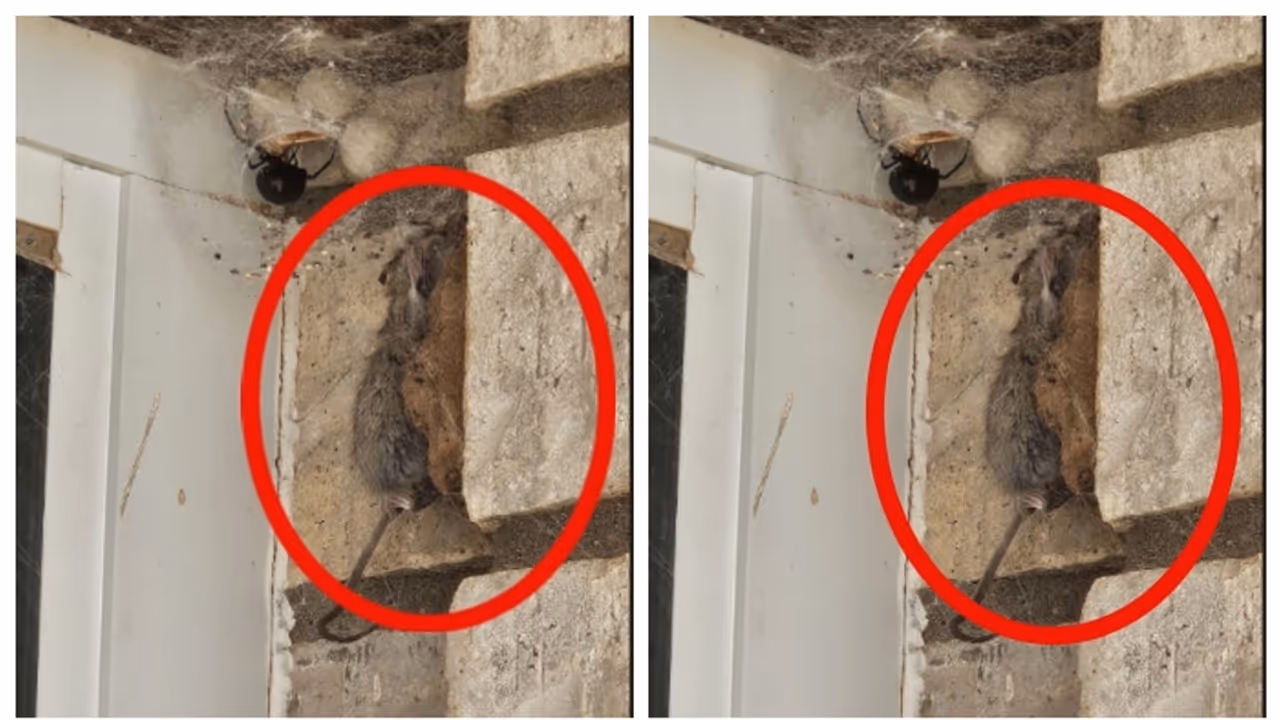 കൂറ്റന് ചിലന്തി വലയില് കുരുങ്ങി ജീവന് നഷ്ടമായ എലി; ചില്ലറക്കരനല്ല ഈ ചിലന്തി, കുറിപ്പ് വൈറല് കൂറ്റന് ചിലന്തി വലയില് കുരുങ്ങി ജീവന് നഷ്ടമായ എലി; ചില്ലറക്കരനല്ല ഈ ചിലന്തി, കുറിപ്പ് വൈറല്