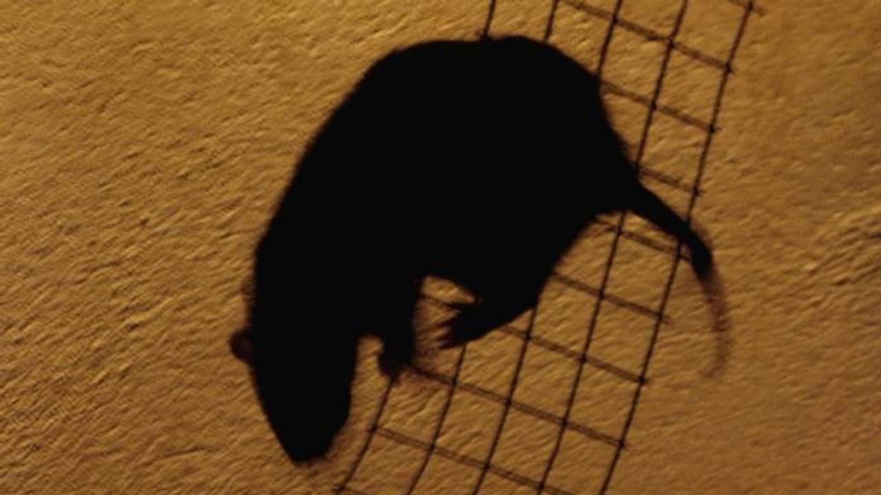 എലിശല്ല്യം അതീവരൂക്ഷം, മക്കളെവരെ വീട്ടിൽ നിന്നും മാറ്റി നിർത്തി, വീടുപേക്ഷിച്ചു പോകാനൊരുങ്ങി കുടുംബം