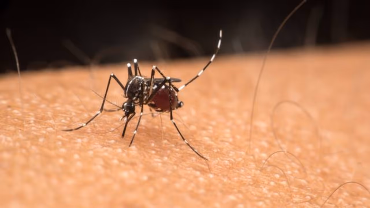 Why do we observe World Mosquito Day? Know its history, significance and more