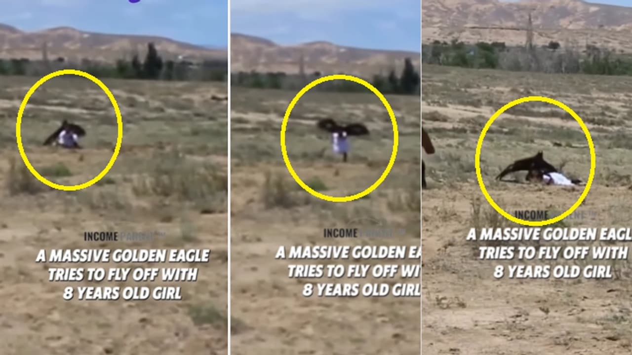 ಆಟವಾಡುತ್ತಿದ್ದ ಬಾಲಕಿ ಹೊತ್ತೊಯ್ಯಲು ಮುಂದಾದ ಗಿಡುಗ, ಜುಮ್ಮೆನಿಸುವ ಘಟನೆ ಸೆರೆ!