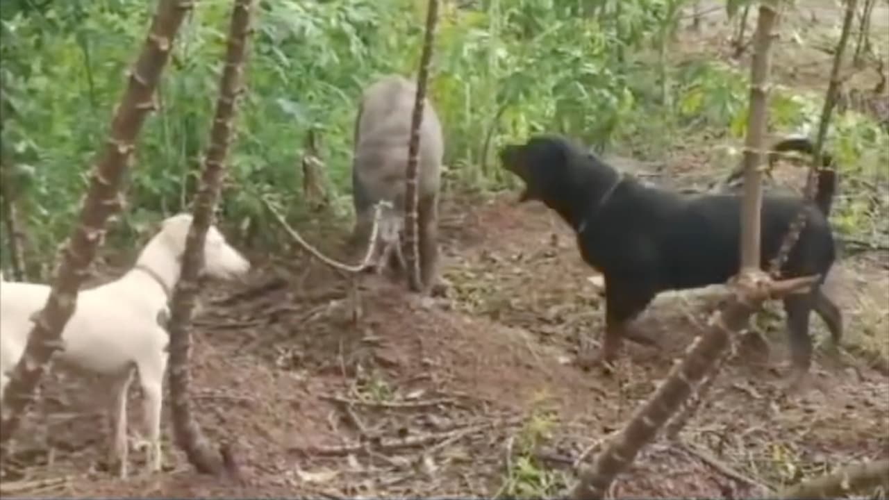 എക്സ്യൂസ്മീ, ഇത് കാടല്ല, കൃഷിയിടമാണ് കേട്ടോ! റോഡ് വീലർ അടക്കമുള്ളവയെ അഴിച്ചുവിട്ടു, വിരണ്ടോടി കാട്ടുപന്നി എക്സ്യൂസ്മീ, ഇത് കാടല്ല, കൃഷിയിടമാണ് കേട്ടോ! റോഡ് വീലർ അടക്കമുള്ളവയെ അഴിച്ചുവിട്ടു, വിരണ്ടോടി കാട്ടുപന്നി