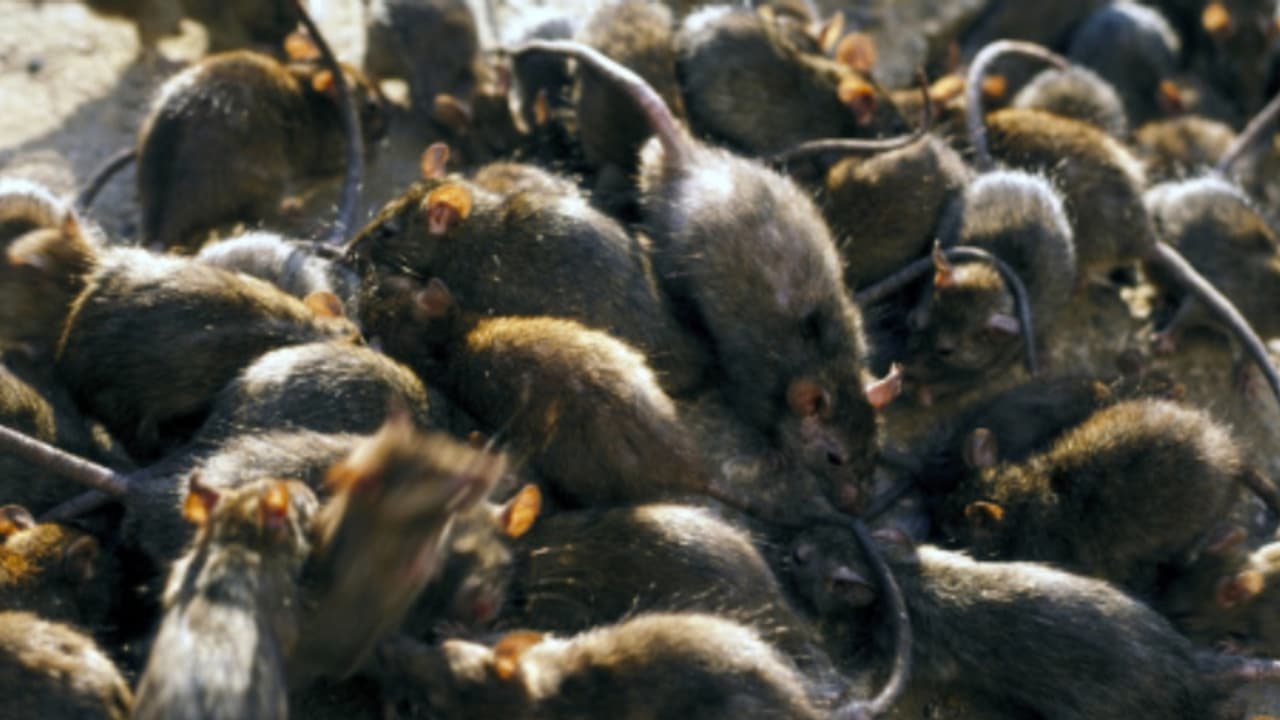 'രേഖകൾ കാർന്ന് തിന്ന് പെരുച്ചാഴികൾ', പാക് പാർലമെന്റിനെ വലച്ച് എലിശല്യം 'രേഖകൾ കാർന്ന് തിന്ന് പെരുച്ചാഴികൾ', പാക് പാർലമെന്റിനെ വലച്ച് എലിശല്യം