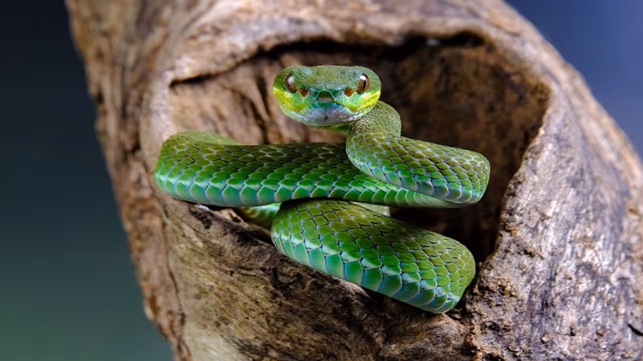 One year old bites snake to death in Bihar's Gaya, leaves doctors and family stunned