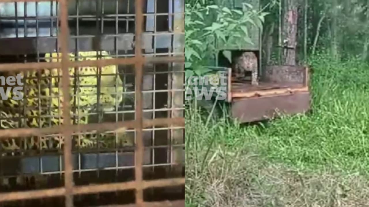 വയനാട്ടിൽ നിന്ന് പിടികൂടിയ പുള്ളിപ്പുലിയെ കാട്ടിൽ തുറന്നുവിട്ടു; ഇനി മുത്തങ്ങയിലെ ഉള്‍വനത്തില്‍ സൈര്വവിഹാരം