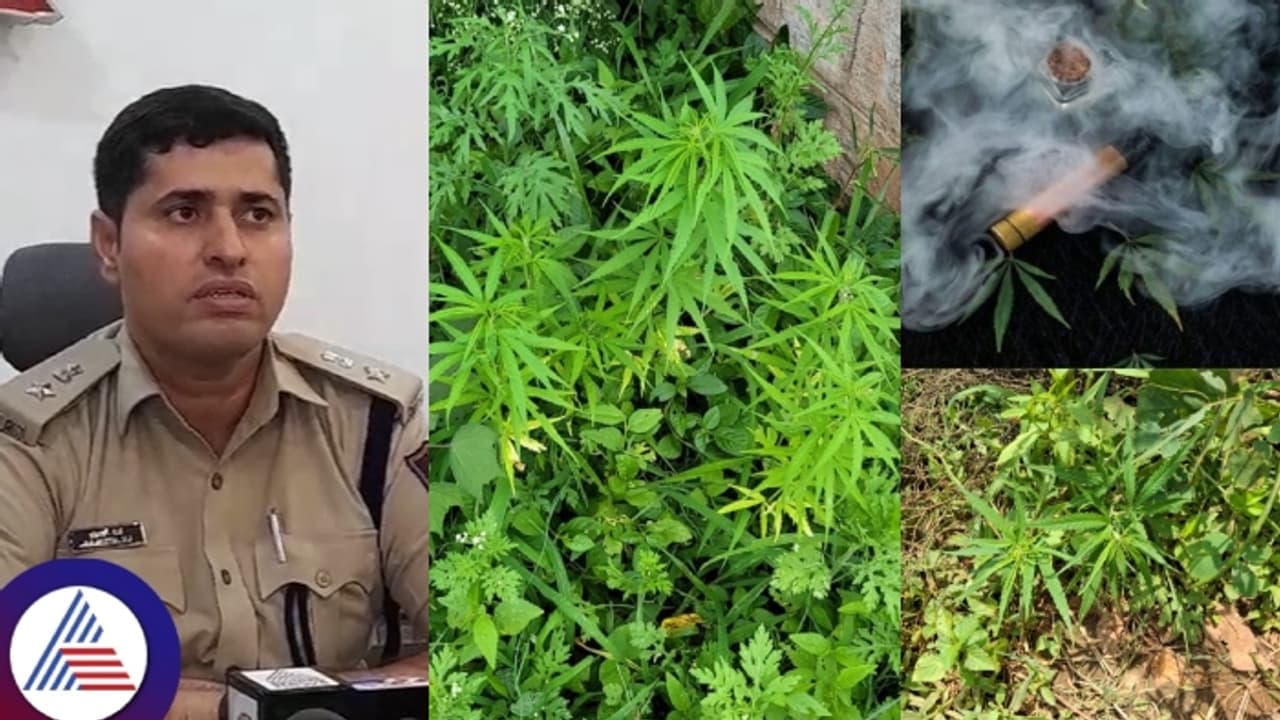 ಬೆಂಗಳೂರಿನಲ್ಲಿ ಹೆಣಗಳಿಗೂ ಮತ್ತು ಬರಿಸೋ ಗಾಂಜಾ ತೋಟವಿದು!