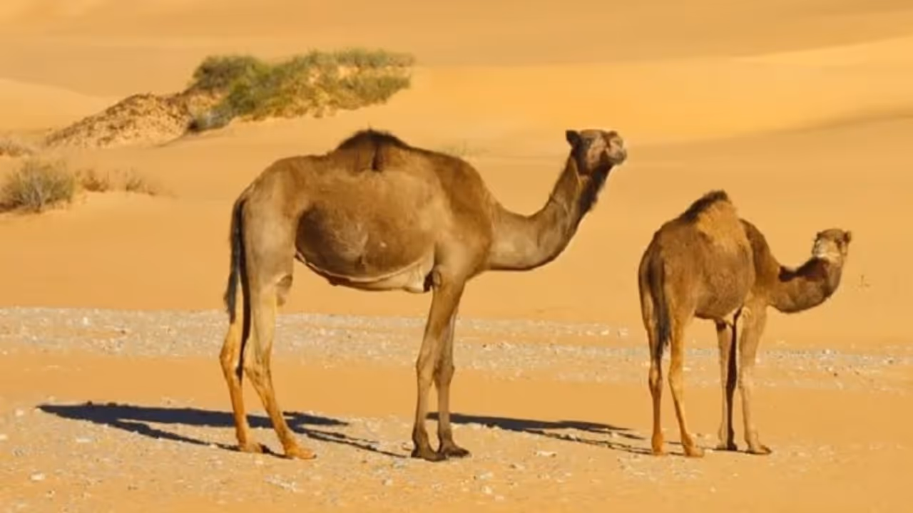 ऊंट मौत के बाद क्यों बन जाता है साइलेंट बम? खतरे में पड़ सकती है जान