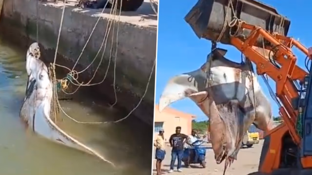 അമ്പോ, നാല് പോത്തുകളുടെ ഭാരം! 1500 കിലോ തൂക്കം വരുന്ന തിരണ്ടിയെ പിടിച്ച് മത്സ്യത്തൊഴിലാളികൾ വീഡിയോ അമ്പോ, നാല് പോത്തുകളുടെ ഭാരം! 1500 കിലോ തൂക്കം വരുന്ന തിരണ്ടിയെ പിടിച്ച് മത്സ്യത്തൊഴിലാളികൾ വീഡിയോ