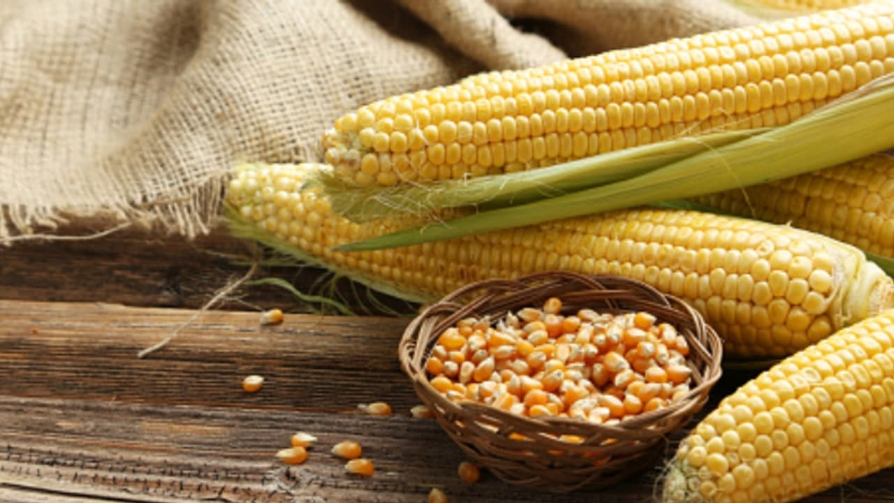 ചോളപ്പൊടി കൊണ്ടുള്ള ഭക്ഷണം കഴിച്ചു, 2 മാസത്തിനുള്ളിൽ ചത്തത് 400 നായകൾ, മുന്നറിയിപ്പുമായി ആരോഗ്യമന്ത്രി