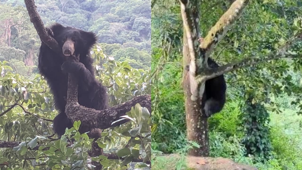 'പ്ലാവിനെ പിരിയാൻ വയ്യ', പ്രദേശവാസികൾ വിരട്ടിയോടിച്ചിട്ടും പ്ലാവിലേക്ക് തിരികെയെത്തി കരടി, ഭീതിയിൽ ജനം 'പ്ലാവിനെ പിരിയാൻ വയ്യ', പ്രദേശവാസികൾ വിരട്ടിയോടിച്ചിട്ടും പ്ലാവിലേക്ക് തിരികെയെത്തി കരടി, ഭീതിയിൽ ജനം