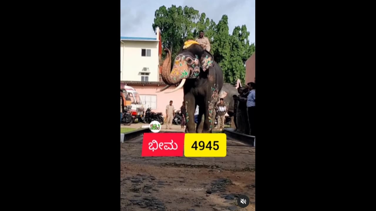 ಮೈಸೂರು ದಸರಾ: 435 ಕೆ.ಜಿ. ತೂಕ ಹೆಚ್ಚಿಸಿಕೊಂಡ ಬಲಭೀಮ! ಮೈಸೂರು ದಸರಾ: 435 ಕೆ.ಜಿ. ತೂಕ ಹೆಚ್ಚಿಸಿಕೊಂಡ ಬಲಭೀಮ!