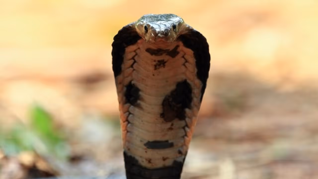 ಸಾಯೋಕೆ ಹಾವಿನ ಇಷ್ಟು ವಿಷ ಸಾಕು, ಯಾವ ಹಾವು ಡೇಂಜರ್‌ ?