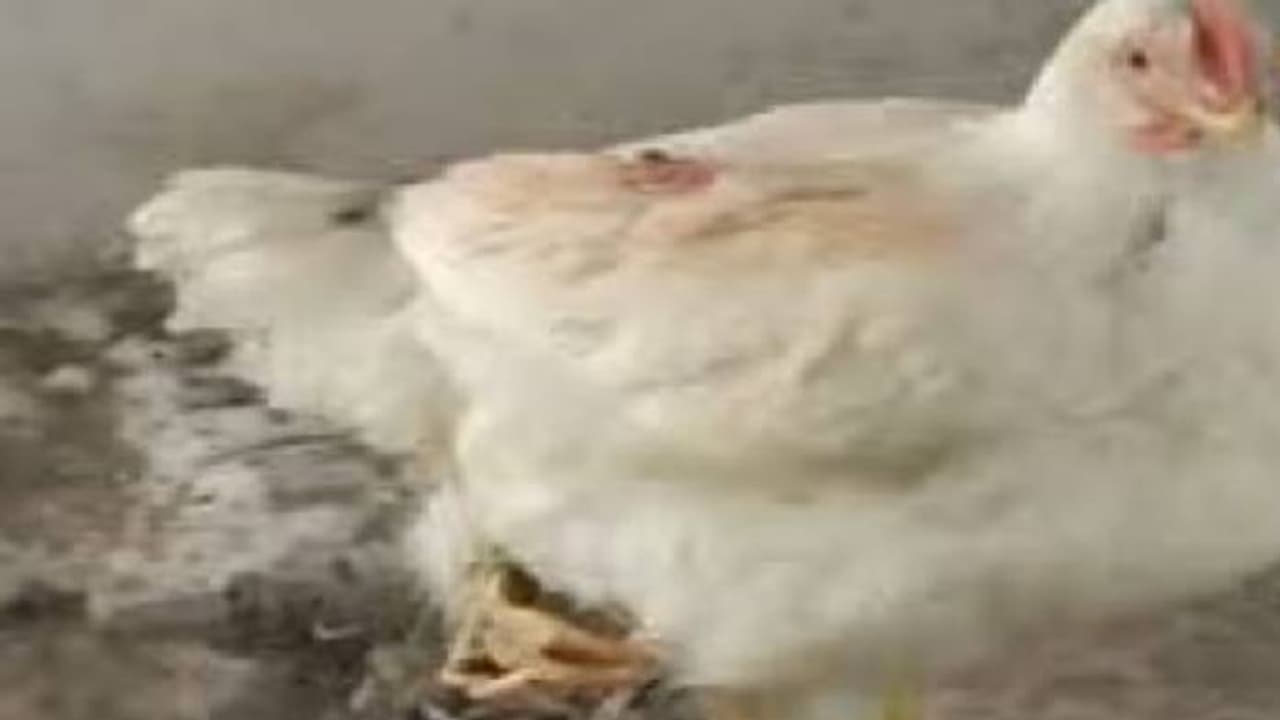 മൂന്ന് കാലുള്ള കോഴി, കടയിലെത്തുന്നവർ മടങ്ങുന്നത് സെൽഫിയുമായി മൂന്ന് കാലുള്ള കോഴി, കടയിലെത്തുന്നവർ മടങ്ങുന്നത് സെൽഫിയുമായി